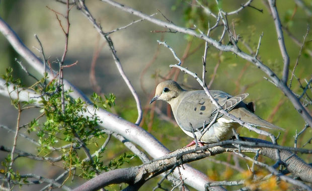 hd-birding
