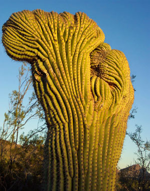 Attractions near Hacienda Del Desierto Tucson Bed and Breakfast