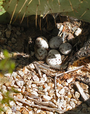 Birding at Haciedna Del Desierto Tucson Bed and Breakfast
