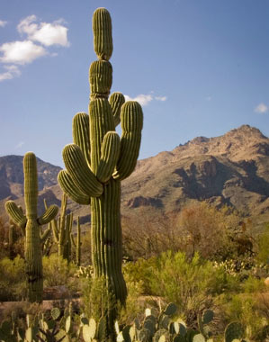 Attractions near Hacienda Del Desierto Tucson Bed and Breakfast