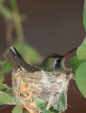 Hummingbird in it's nest, at our Tucson Bed and Breakfast
