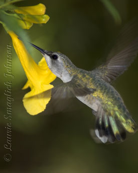Hummingbirds at Hacienda Del Desierto