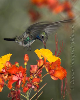 Hummingbirds at Hacienda Del Desierto