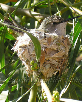 Hummingbirds at Hacienda Del Desierto