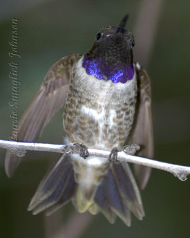Hummingbirds at Hacienda Del Desierto