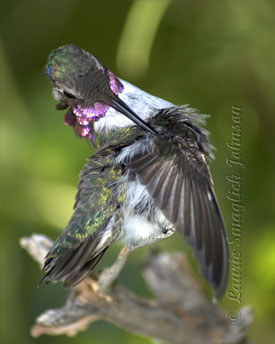 Hummingbirds at Hacienda Del Desierto