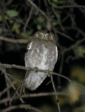 Owl visiting our Tucson Bed and Breakfast
