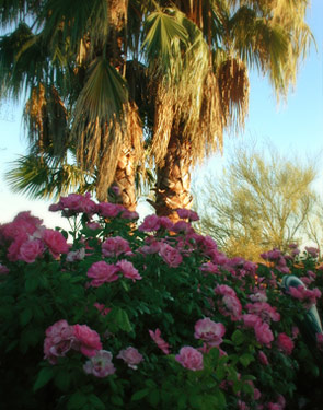 Specials at Hacienda Del Desierto, a premier Tucson Bed and Breakfast