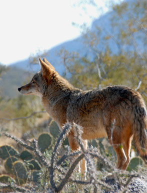 Attractions near our Tucson Bed and Breakfast