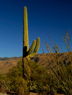 Tucson Arizona Attractions, near the Hacienda Del Desierto Bed and Breakfast