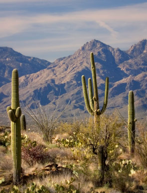 Attractions near our Tucson Bed and Breakfast