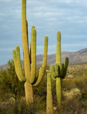 Attractions near our Tucson Bed and Breakfast
