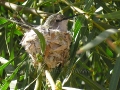 annas-female-hummingbird