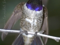 black-chinned-male-hummingbird