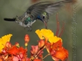 broad-billed-male-hummingbird