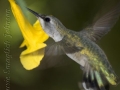 costas-female-hummingbird