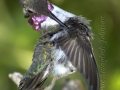 costas-male-hummingbird