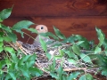 dove-on-nest