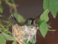hummer-at-hacienda-by-scott-robinson