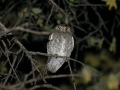 owl-at-hacienda-by-scott-robinson