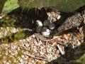 quail-eggs